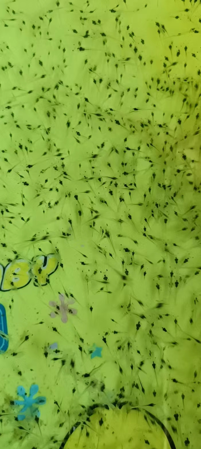 南美白對(duì)蝦