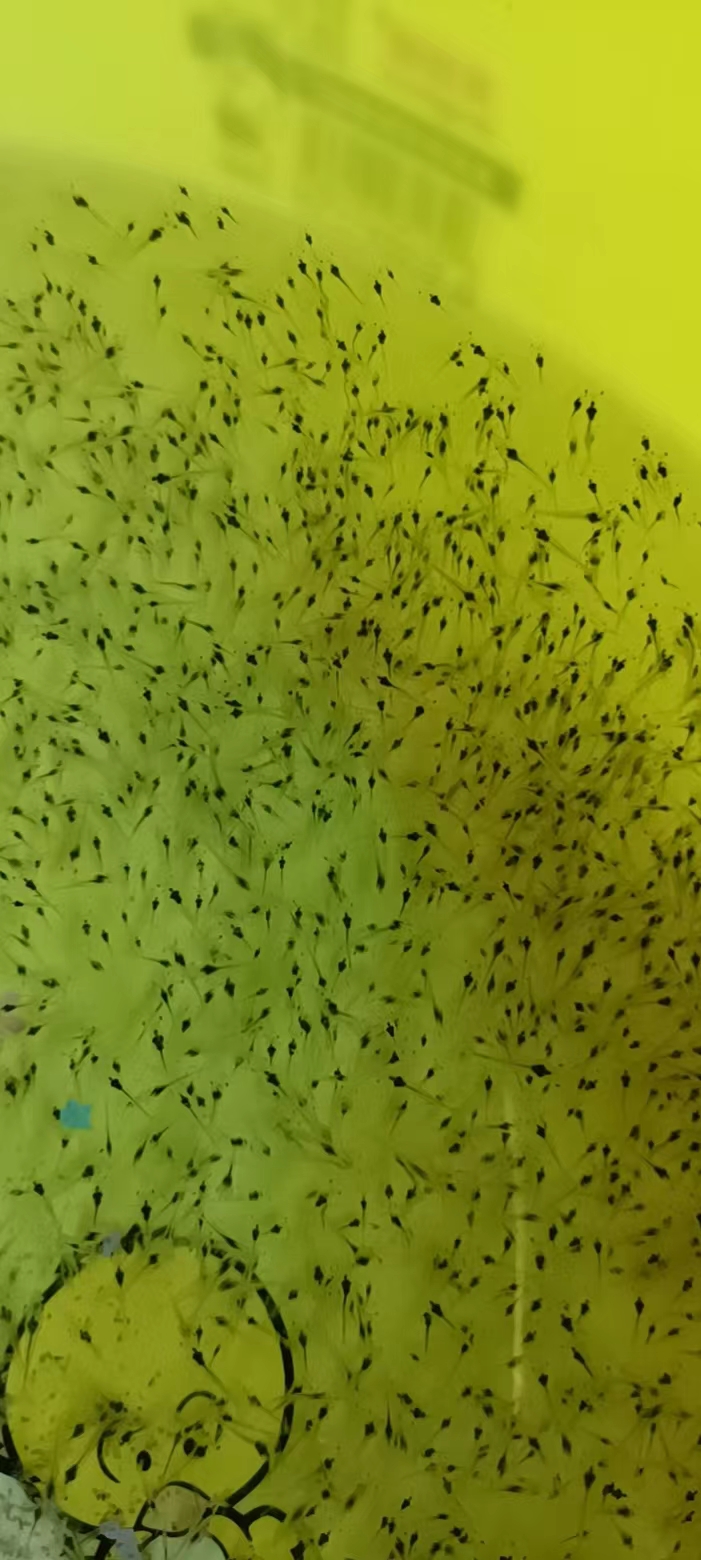 南美白對(duì)蝦