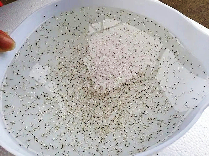 南美白對(duì)蝦