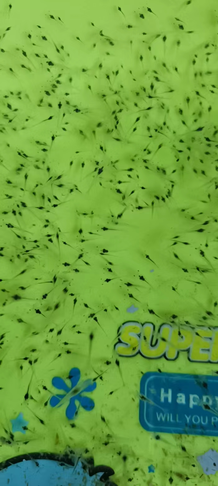 南美白對(duì)蝦視頻