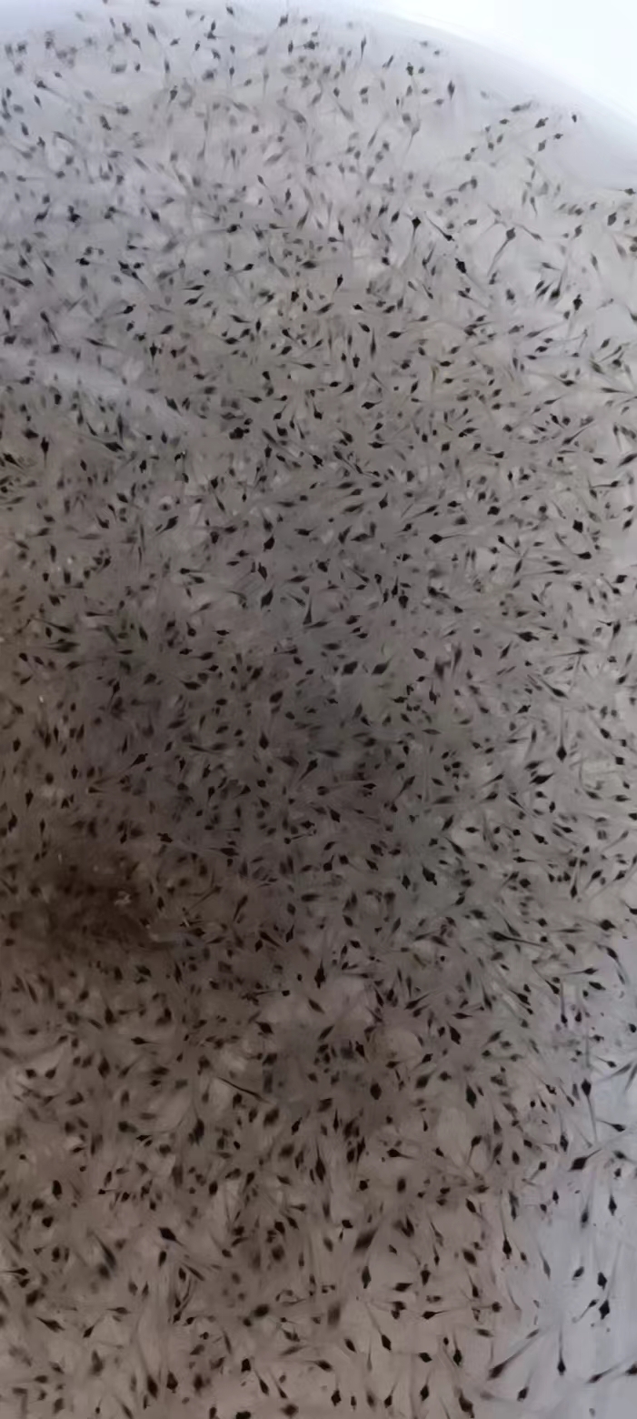 南美白對(duì)蝦視頻