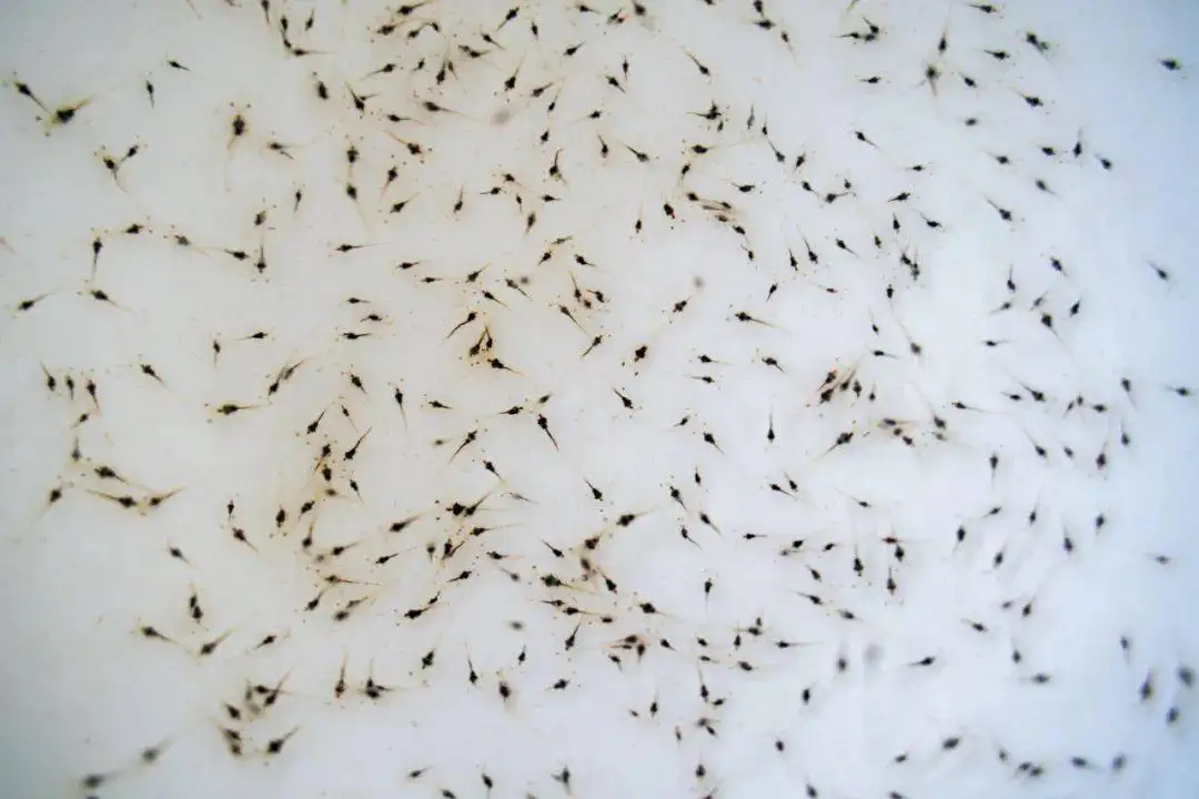 南美白對(duì)蝦