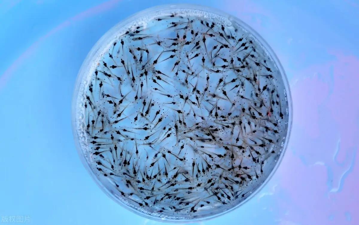 南美白對(duì)蝦