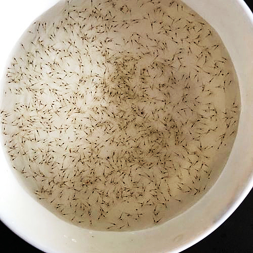 南美白對(duì)蝦