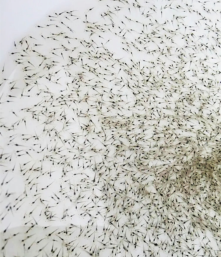 南美白對(duì)蝦視頻